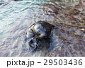Sea lion looking at the camera 29503436