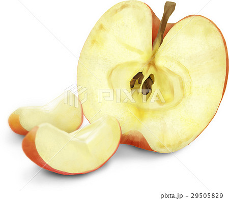 りんご リアル イラストのイラスト素材