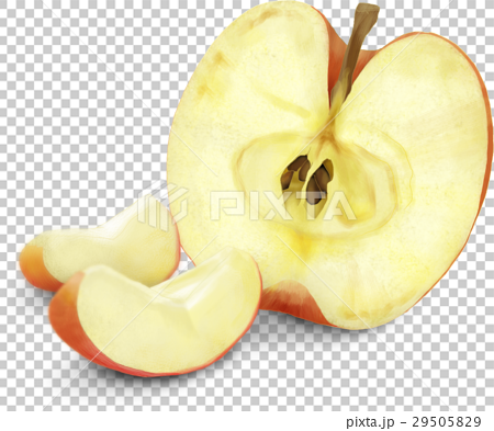 りんご リアル イラストのイラスト素材