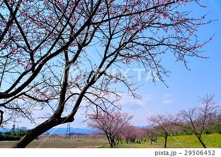 安行寒桜の並木 花見 埼玉県坂戸市 a 安行寒桜の並木 花見 埼玉県坂戸市 a 29506452