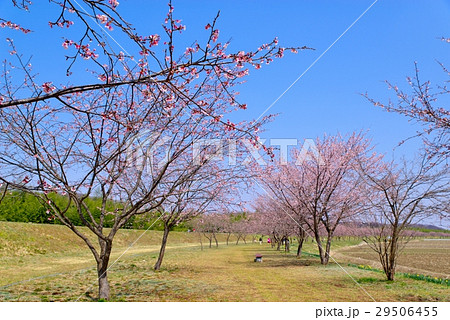 安行寒桜の並木 花見 埼玉県坂戸市 d 安行寒桜の並木 花見 埼玉県坂戸市 d 29506455