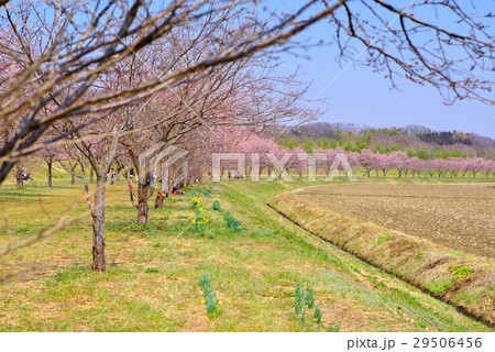 安行寒桜の並木 花見 埼玉県坂戸市 e 安行寒桜の並木 花見 埼玉県坂戸市 e 29506456