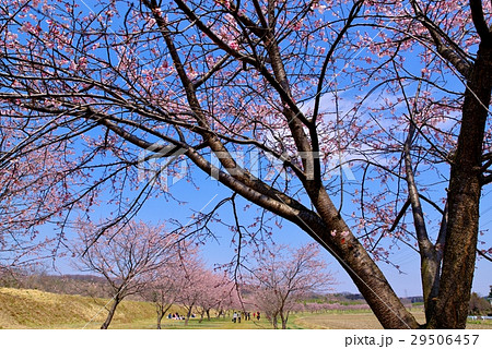 安行寒桜の並木 花見 埼玉県坂戸市 f 安行寒桜の並木 花見 埼玉県坂戸市 f 29506457