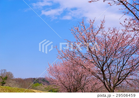 安行寒桜の並木 花見 埼玉県坂戸市 h 安行寒桜の並木 花見 埼玉県坂戸市 h 29506459