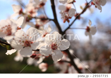 ベニスモモ ベニスモモ 29507735