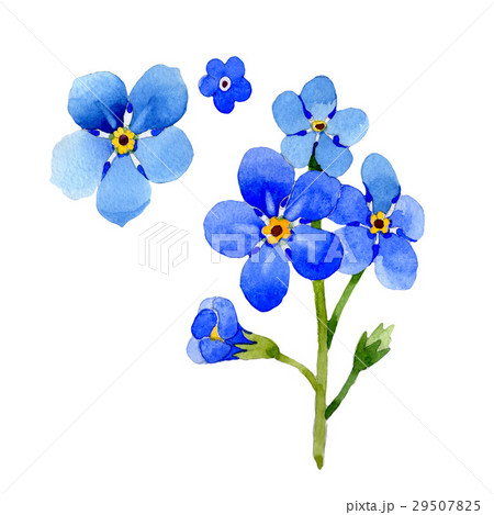 Wildflower myosotis arvensis flower in a Wildflower myosotis arvensis flower in a 29507825
