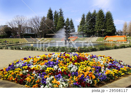 世田谷公園の噴水 世田谷公園の噴水 29508117
