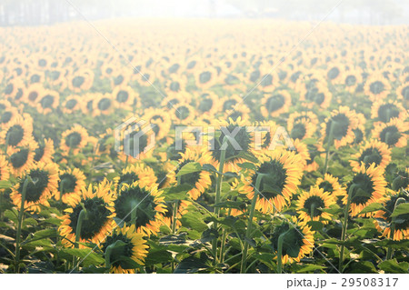 Yellow sunflower and sky background Yellow sunflower and sky background 29508317