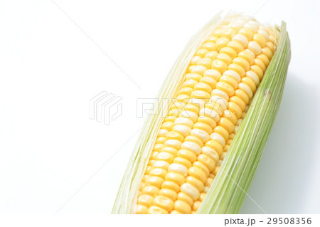 とうもろこし とうもろこし 29508356