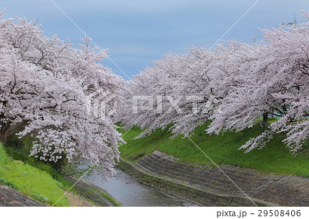 佐保川の桜並木 29508406
