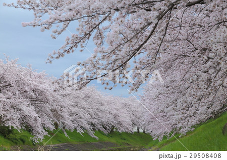 佐保川の桜並木 29508408