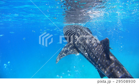 フィリピン ジンベイザメ サメの写真素材