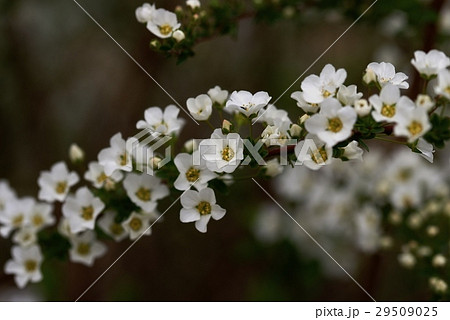 ユキヤナギの花 29509025