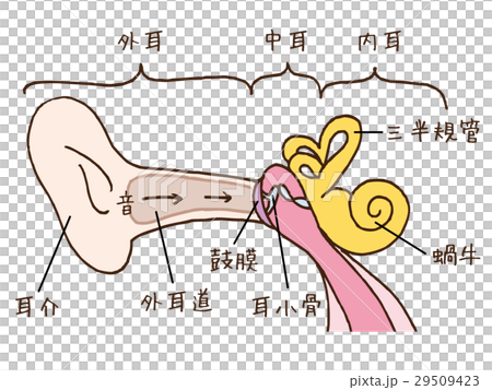 耳の図解 29509423