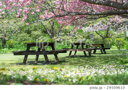 Sakura cherry blossom at Japan 29509610