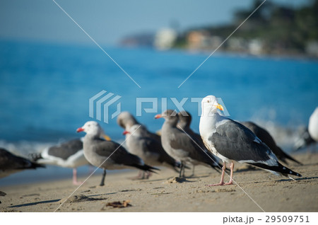 Seagulls packed on the beach in Malibu California Seagulls packed on the beach in Malibu California 29509751