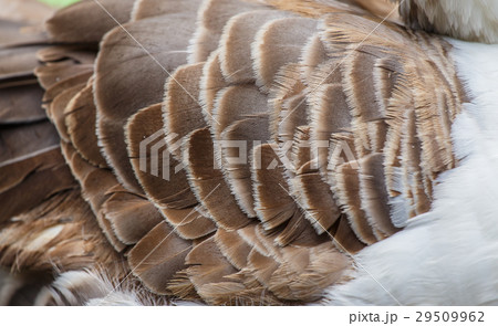 feather duck feather duck 29509962