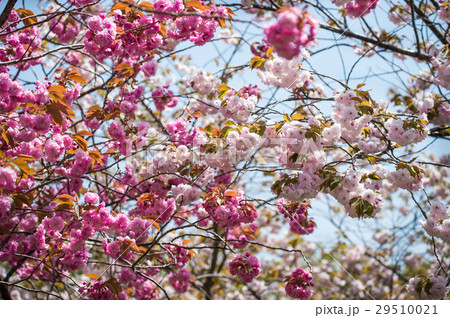 Sakura cherry blossom at Japan 29510021