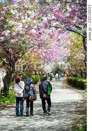 HOKKAIDO, JAPAN - MAY 7, 2015 29510022