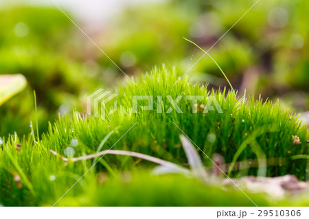 green mos on the tree 29510306