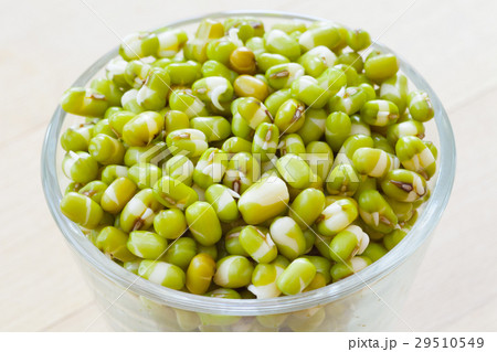 mung bean sprouts mung bean sprouts 29510549
