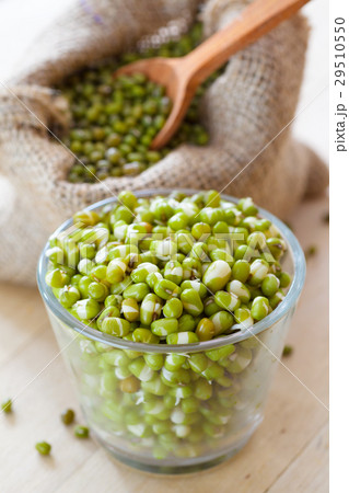 green mung bean sprouts in bowl and hessian bag green mung bean sprouts in bowl and hessian bag 29510550