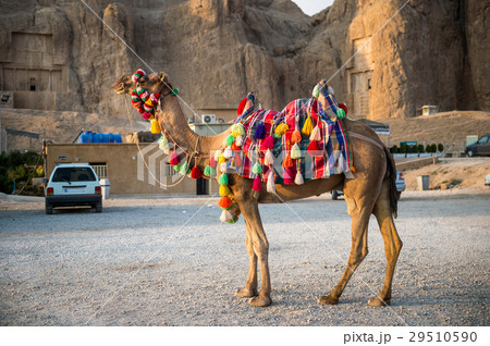 Camel standing in front of the Naqsh-e-rustam 29510590