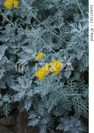 白妙菊 シロタエギク 花言葉は あなたを支える の写真素材