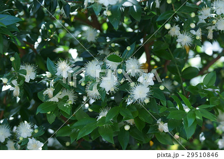 銀梅花 ギンバイカ 花言葉は 愛のささやき の写真素材