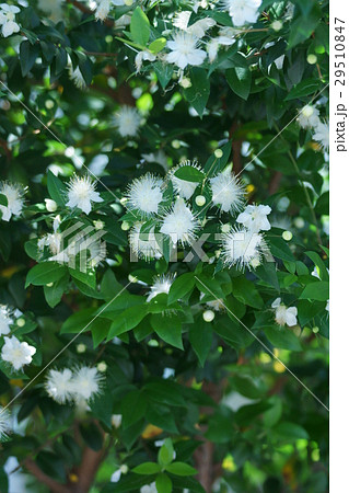 銀梅花 ギンバイカ 花言葉は 愛のささやき の写真素材
