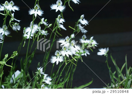 鷺草 サギソウ 花言葉は 夢でもあなたを想う の写真素材