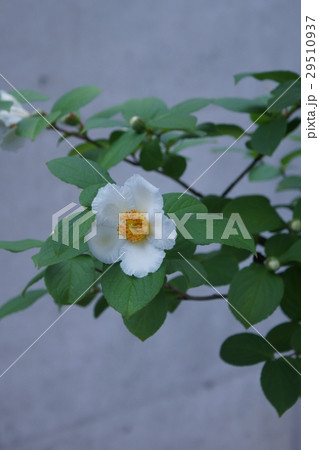 夏椿　ナツツバキ　花言葉は「愛らしい人」 29510937