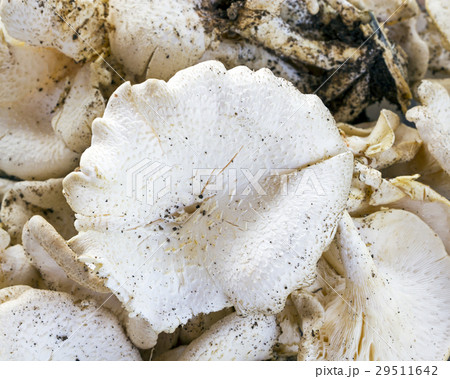 Lentinus squarrosulus naturally 29511642