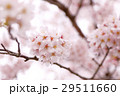 満開の桜 29511660