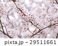 満開の桜 29511661