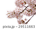 満開の桜 29511663