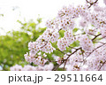 満開の桜 29511664