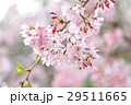 満開の枝垂れ桜 29511665