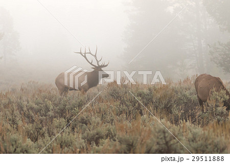 Bull Elk in Fog Bull Elk in Fog 29511888