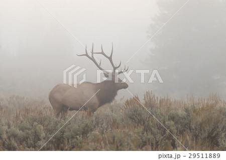 Bull Elk in Fog 29511889