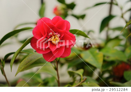 椿・花図巻(菱紅) 椿・花図巻(菱紅) 29512284