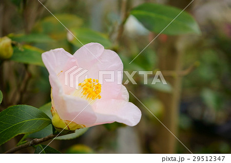 椿・花図巻（観月） 29512347