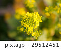 菜の花 29512451