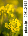 菜の花 29512452