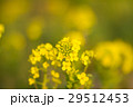 菜の花 29512453