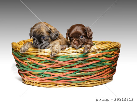 Chihuahua puppy Chihuahua puppy 29513212