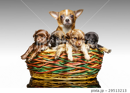 Chihuahua puppy Chihuahua puppy 29513213