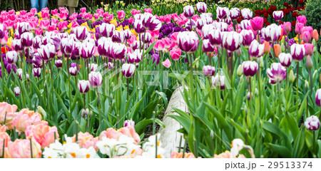 A bed of Tulips A bed of Tulips 29513374