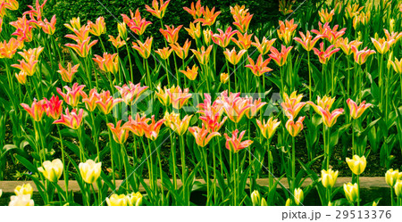 More Tulips More Tulips 29513376