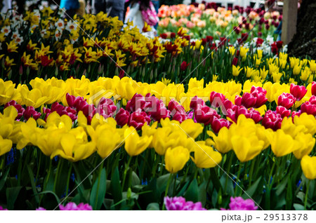 Tulip Garden Tulip Garden 29513378